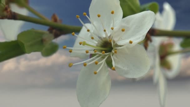 Vita Blommor Med Gula Mortelstötar Ett Äppelträd Tidigt Våren Gårdsträdgården — Stockvideo