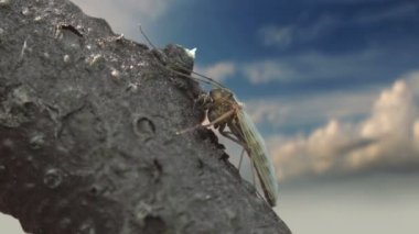 Chironomidae (chironomids, ısırmayan sinekler, göl sinekleri) familyası yaz çayırlarında yeşil yaprak üzerinde otururlar. Böcek görünümü makrosu