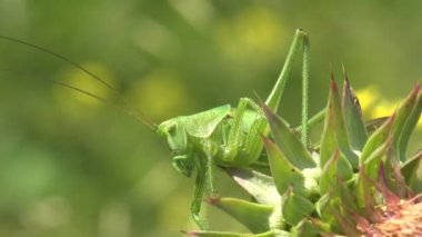 Tettigonia viridissima, büyük yeşil çalı-cırcırböceği, Tettigonidae familyasına ait büyük bir tür. Summer Meadow 'da. Makro görünüm böceği