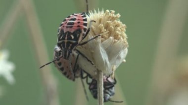 Hemiptera, Pentatomidae, Podisus sp. Yırtıcı Koku böceği çayırdaki yeşil sapın üzerinde oturur. Beşinci İnstar. Böceklerin makro görünümü