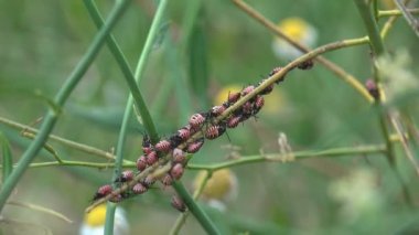 Hemiptera, Pentatomidae, Podisus sp. Koloni Yırtıcı Koku Böceği çayırdaki yeşil sapın üzerinde oturuyor. 4. seviye. Böceklerin makro görünümü