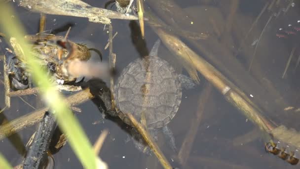 Weinig Schildpad Het Uitkomen Uit Bereikte Reservoir Bovenaanzicht Van Reptielen — Stockvideo