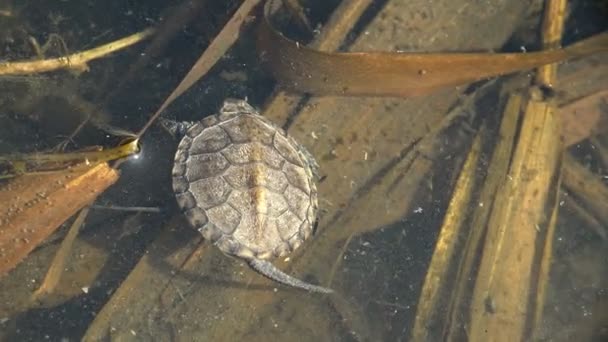 Pequena Tartaruga Após Eclodiu Ovo Atingiu Reservatório Vista Superior Réptil — Vídeo de Stock