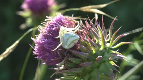 Eşsiz Çok Büyük Yengeç Örümceği Misumena Vatia Beyaz Pembe Devedikeni — Stok video