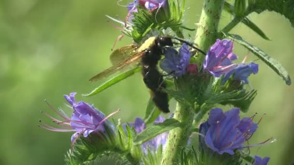 Sphecius Speciosus Čeledi Crabronidae Cicada Zabiják Nebo Cicada Jestřáb Velký — Stock video