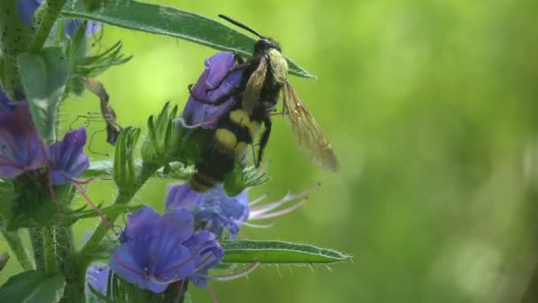 Sphecius speciosus dans la famille des Crabronidae, tueur de cigales ou faucon cigale, est une grande espèce de guêpe fouilleuse. Volant autour des fleurs sauvages avec des bourgeons bleus 