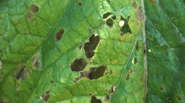 Büyük yeşil burdock yaprakları yaz otlağında böcek böceklerinden büyük delikler açar. Makro görünüm fabrikası