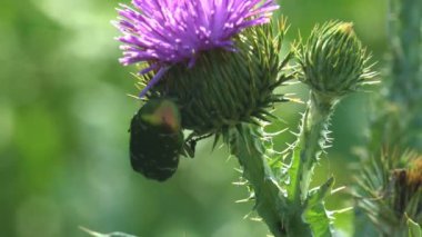 Cotinis nitida, yeşil Haziran böceği, Haziran böceği, Haziran böceği, Scarabaeidae familyasından bir böcek, devedikeni çiçeği tomurcuğunun üzerinde oturuyor. Makro görünüm böceği