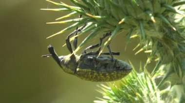 Curculionidae, Lixus concavus - rhubarb weevil, rhubarb curculio yeşil deve yaprağı üzerinde oturur. Böceklerin makro görünümü