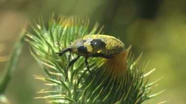 Curculionidae, Lixus concavus - rhubarb weevil, rhubarb curculio yeşil deve yaprağı üzerinde oturur. Böceklerin makro görünümü