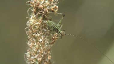Larva, instar, Küçük Çekirge yaz otlağında kuru tohum sapında oturuyor. Makro görünüm böceği