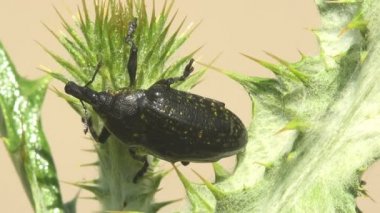 Curculionidae, Lixus concavus - rhubarb weevil, rhubarb curculio yeşil deve yaprağı üzerinde oturur. Böceklerin makro görünümü