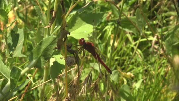 红斑蜻蜓 百合科蜻蜓 宽红斑蜻蜓 普通红斑蜻蜓 红斑蜻蜓 红斑蜻蜓等 栖息在青草叶上 背景为绿色 宏观上看昆虫 — 图库视频影像