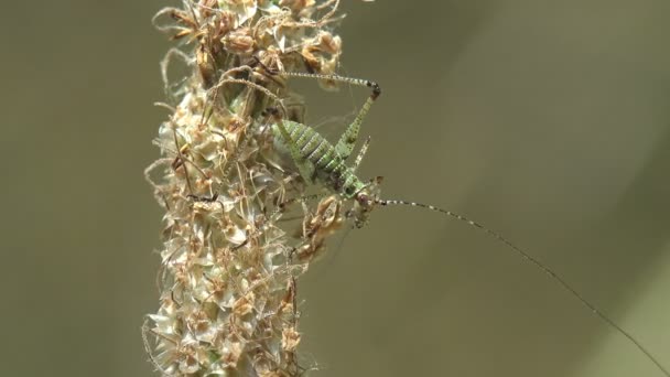 Larve Instar Kleine Sprinkhaan Zittend Droge Zaadstengel Zomerweide Macro View — Stockvideo