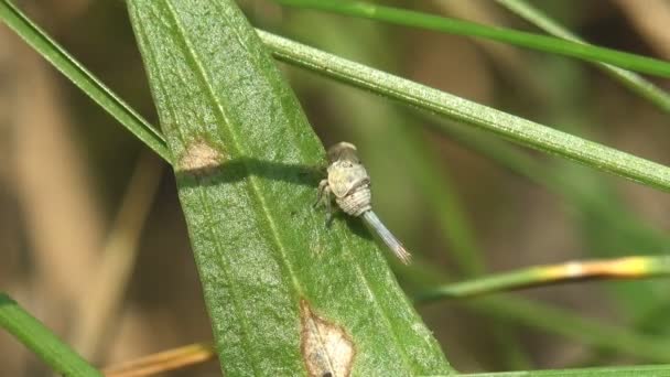 Planthopper Nymph Інфраструктурі Fulgoromorpha Auchenorrhynchasitting Зеленому Листі Трави Комахи — стокове відео