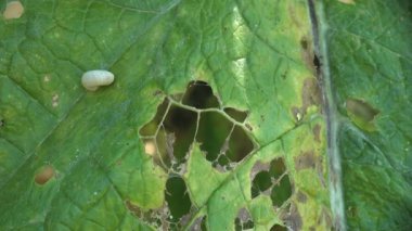 Büyük yeşil burdock yaprakları yaz otlağında böcek böceklerinden büyük delikler açar. Makro görünüm fabrikası