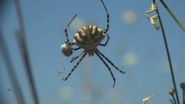 Örümcek argiope lobata kurbanla birlikte mavi gökyüzüne karşı internette oturuyor, yaz rüzgarında sendeliyor. Makro görünüm 