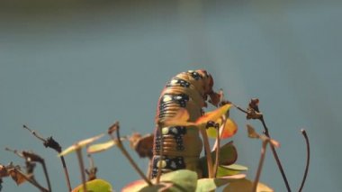 Hyles Euphorbiae, vücudunda siyah lekeler olan sarı tırtıl. Asılı dallar yaprak döken filizlerle beslenir. Her taraftan bir böceğin makro görünümü