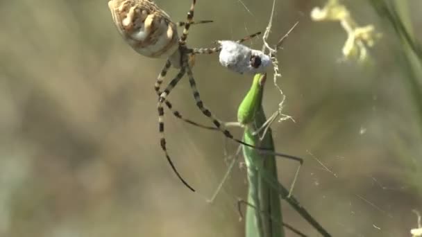 Argiope Lobata Сидит Паутине Атакует Leptysma Marginicollis Cattail Toothpick Grasshopper — стоковое видео