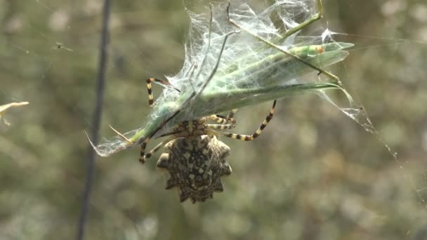 Argiope Lobata Κάθεται Στον Ιστό Της Αράχνης Και Επιτίθεται Καρούλια — Αρχείο Βίντεο