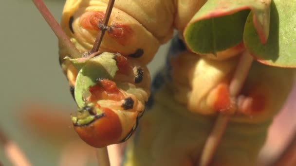 Hyles Euphorbiae Housenka Žlutá Černými Skvrnami Podél Těla Visící Větev — Stock video