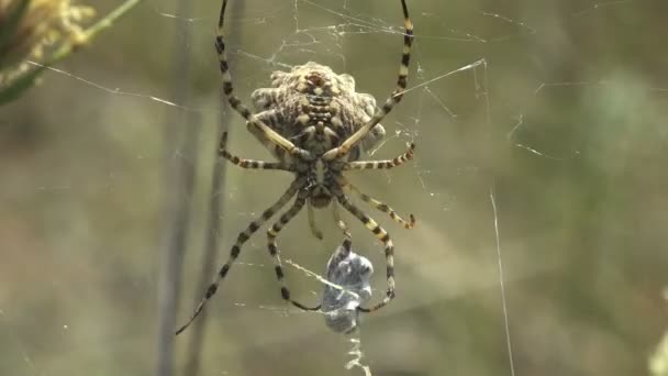 Argiope Lobataはクモの巣の上に座って Katiydidの網を振りました 糸にプリー バッタ マクロビュー昆虫 — ストック動画