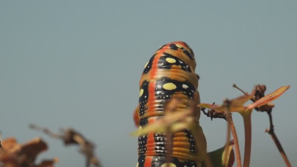 Hyles Euphorbiae Gele Rups Met Overal Zwarte Vlekken Hangende Tak — Stockvideo