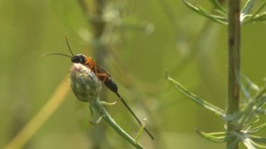 Ammophila, Arıgiller (Sphecidae) familyasından Ammophilinae familyasından bir yaban arısı türü. Makro görünüm böceği