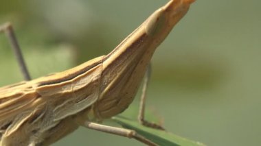 Acrida Cinerea, Doğu 'lu uzun saçlı çekirge / çekirge, Çin çekirgesi yaz otlağında yeşil çimen yaprakları yiyor. Makro böcek görünümü