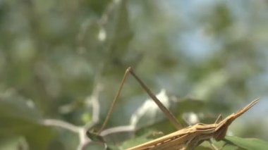 Acrida Cinerea, Doğu 'lu uzun kafalı çekirge / çekirge, Çin çekirgesi yaz otlağında yeşil çimlerin üzerinde oturuyor. Makro böcek görünümü