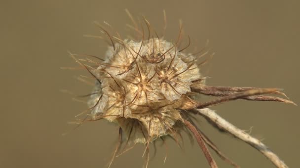 黄干野花种子 米色背景 宏观观景植物 — 图库视频影像