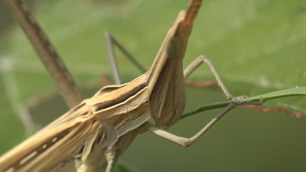 Acrida Cinerea Oriental Longheaded Grasshopper Locust Chinese Grasshopper Eating Green — Stock Video