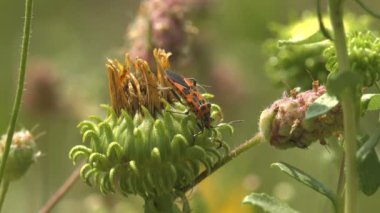 Firebug, Pyrrhocoris apterus, Pyrrhocoridae familyasından bir böcek, kırmızı ve siyah renkli, yeşil deve dikeni ile meyve suyu içer. Bitki ve böceklerin makro görünümü