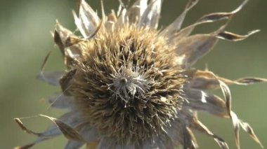 Bej arka planda sarı, kır çiçeği tohumu. Makro görünüm fabrikası