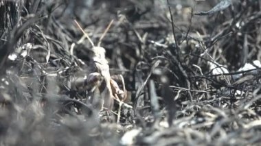 Dissosteira carolina, Carolina çekirgesi grisi, Carolina çekirgesi çekirgesi, kara kanatlı çekirge, yol temizleyici ya da quaker, ateşin yaktığı siyah çayırda oturuyorlar. Makro böcek