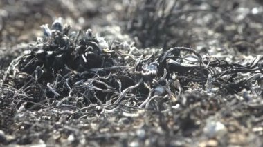 Kavrulmuş ve ölmüş çimlerin, yaz otlağındaki ölü toprak üzerindeki makro manzarası, vahşi ateş böcekleri öldürdü, salyangozlar sadece yanmış otları bıraktı.