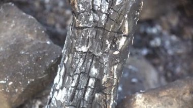 Makro manzara. Yanmış ağaç gövdesinde siyah kömür, yanmış çimen salyangozları ve orman yangınından sonra kara toprak.