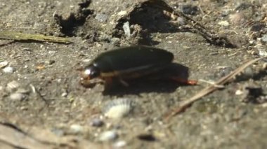 Büyük dalış böceği (Dytiscus marginalis su böcekleri) koyu renkli yaz nehrinin kumlu kıyısında hızla koşar. Makro görünüm böceği