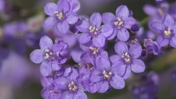 Mavi Renkli Kır Çiçekleri Beş Yaprak Vahşi Çayırlarda Yetişir Makro — Stok video