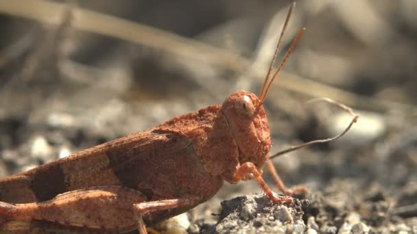 Dissosteira Carolina Carolina Grasshopper Carolina Locust Black Winged Grasshopper Road — Stock Video