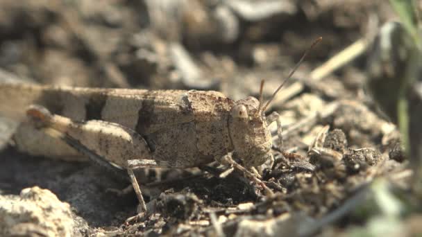 Dissosteira Carolina Carolina Grasshopper Carolina Locust Black Winged Grasshopper Road — Stock Video