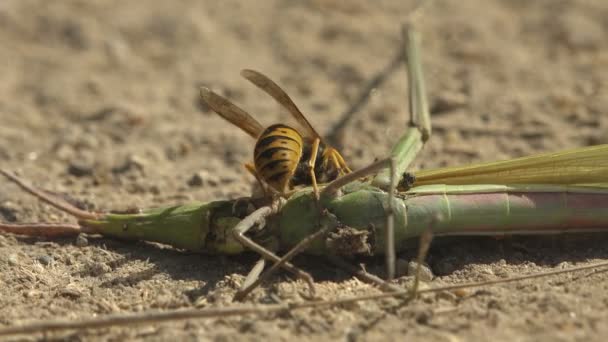 Jaqueta Vespa Encontrado Morto Atacar Comer Carretéis Leptysma Marginicollis Cattail — Vídeo de Stock