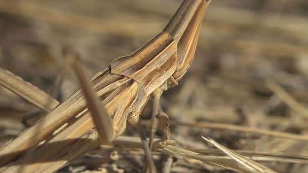 Acrida Cinerea Gafanhoto Oriental Cabeça Longa Gafanhoto Gafanhoto Chinês Sentado — Vídeo de Stock