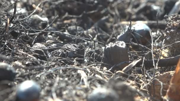 Macro Vista Tierra Quemada Muerta Prado Fuego Salvaje Mató Insectos — Vídeo de stock