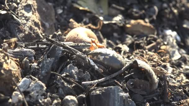 夏天的草地上 看到烧焦了的黑土和燃烧了的蜗牛屋 蚂蚁开始爬行 生活得胜 — 图库视频影像
