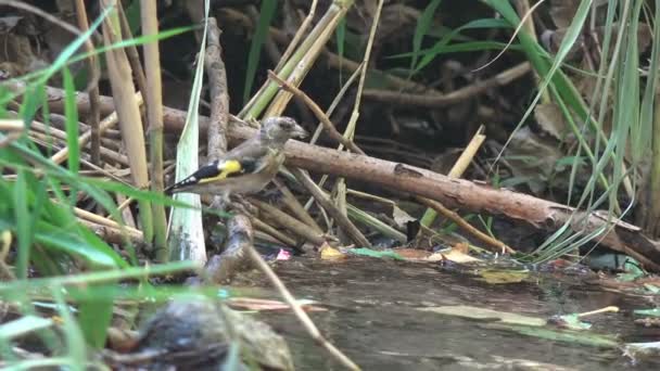 Uccello Malato Volato Luogo Irrigazione Nuotare Nel Torrente Foresta Veloce — Video Stock