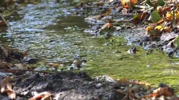 Erdei Gyors Patak Sötét Tiszta Vízzel — Stock videók