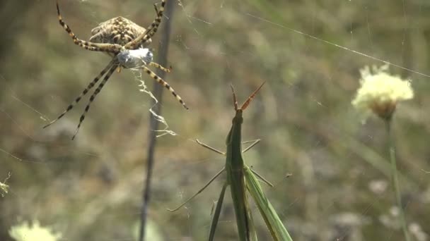 Leptysma Marginicollis Cattail Toothpick Grasshopper Slender Locust Pointed Head Flattened — стоковое видео