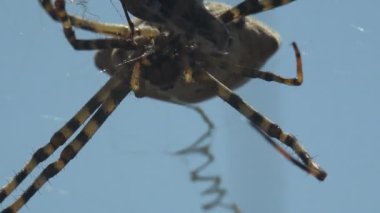 Argiope Lobata örümcek ağının üzerinde oturuyor ve katydid ağını sallıyor, avını ipliğe, çekirgeye çeviriyor. Makro görünüm böceği 