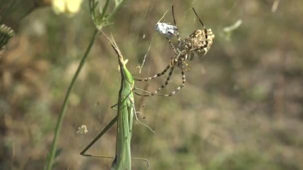 Argiope Lobataはクモの巣の上に座り 攻撃スプールLeptysma Limbercollis 毛先のつまようじバッタ スレンダーなイナゴ 尖った頭と平坦化された剣状のアンテナ マクロビュー昆虫 — ストック動画